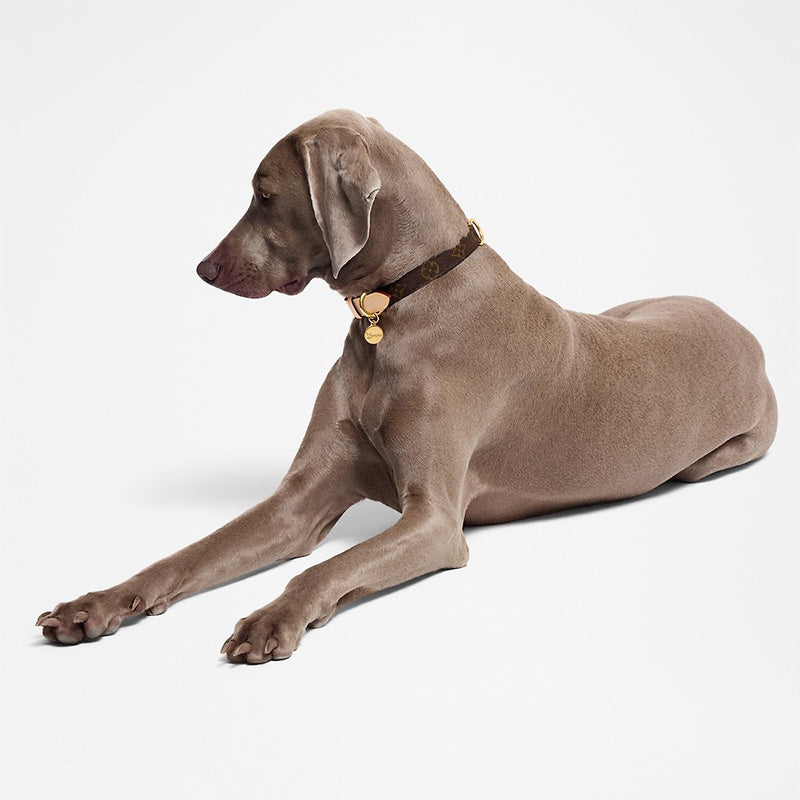 Set Collare e Guinzaglio per Cani Elegante