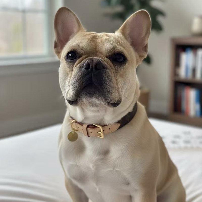 Set Collare e Guinzaglio per Cani Elegante