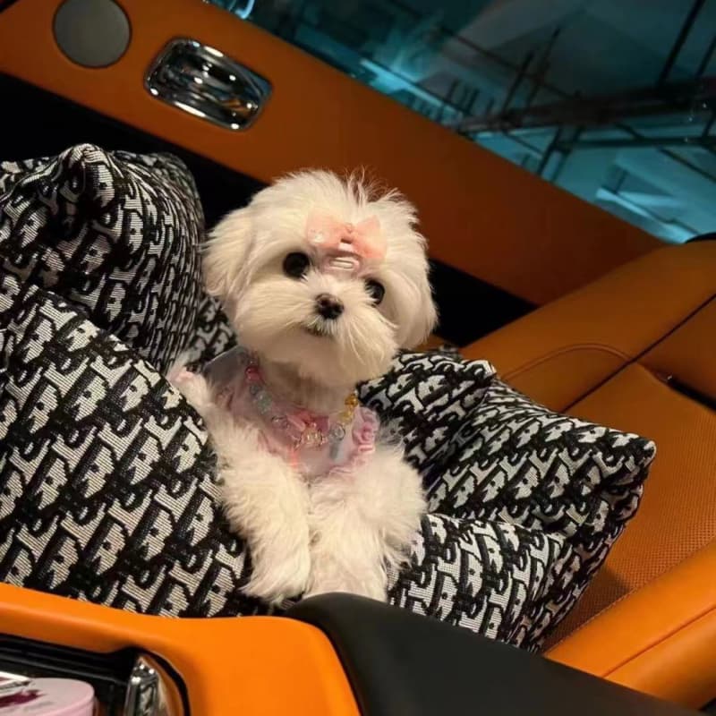 Seggiolino Auto  per Cani – Cuccia da Viaggio Premium 50x55 cm
