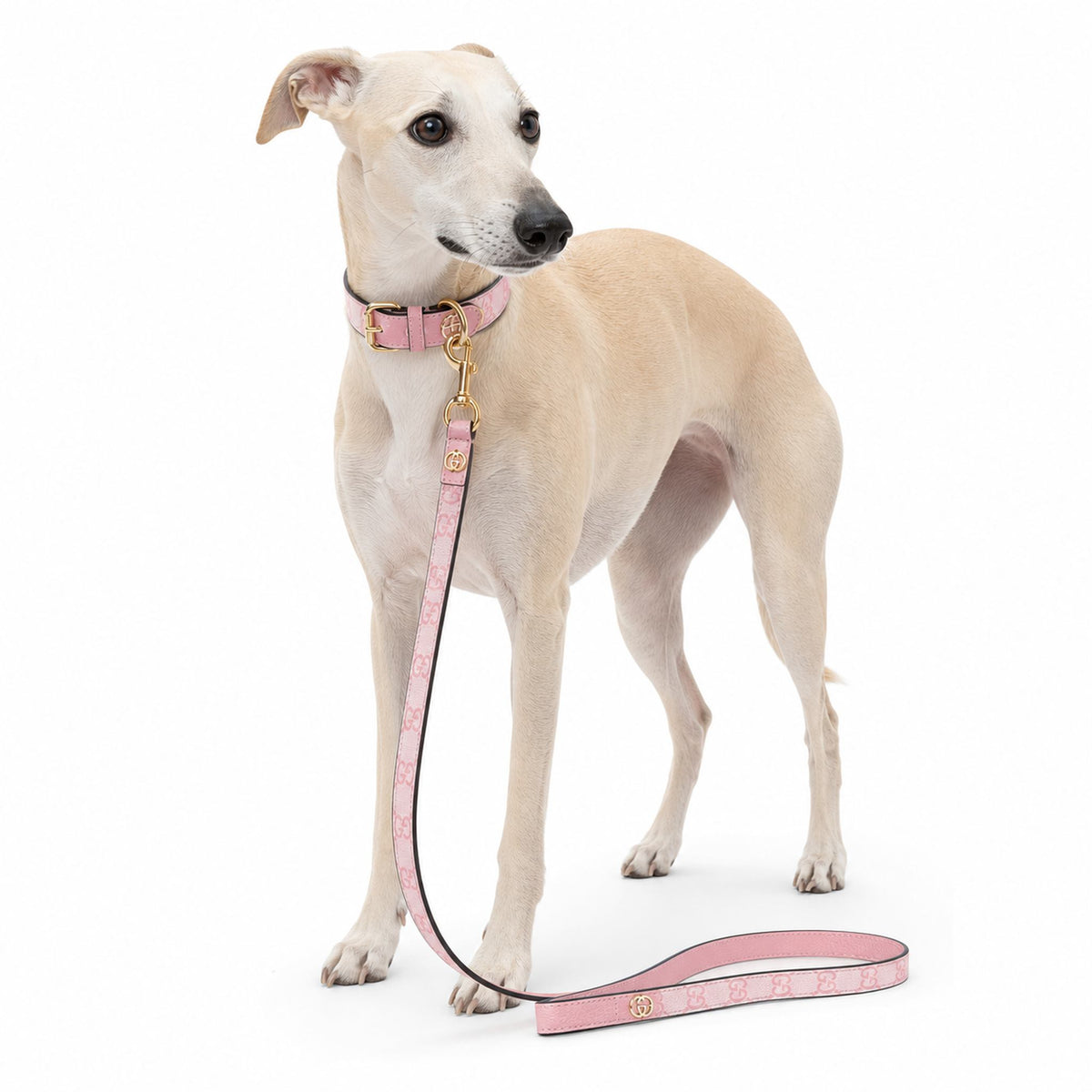 Set Collare e Guinzaglio per cani luxury GG
