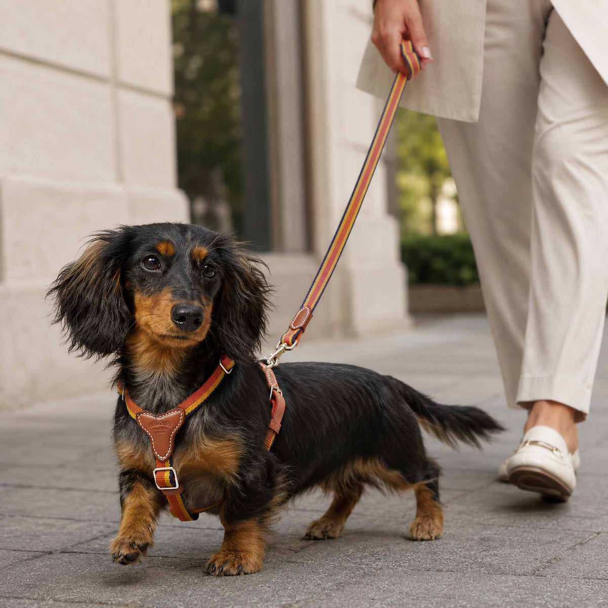 Set Collare, pettorina e guinzaglio per cani HM Rocabar Stripe