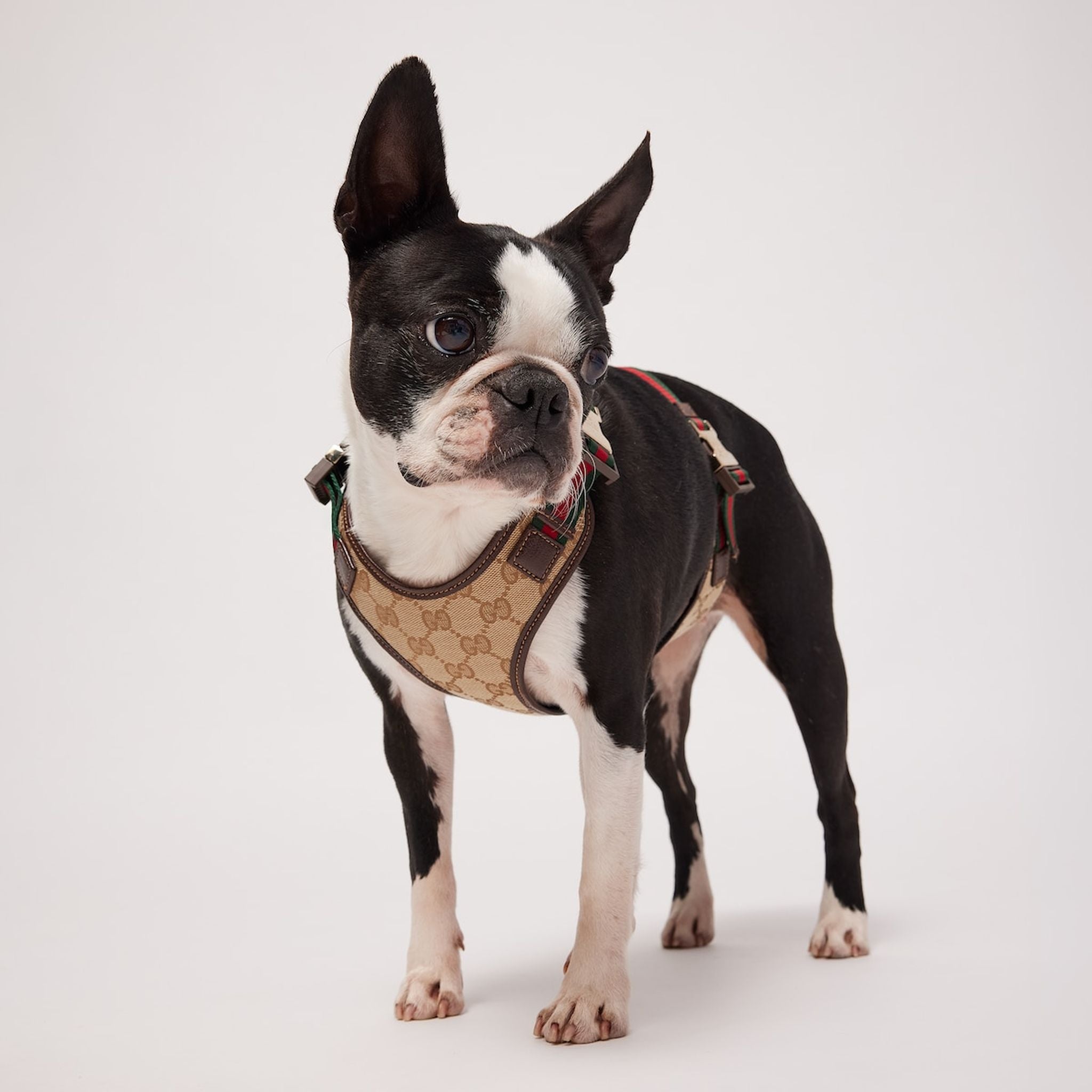 Set Pettorina e Guinzaglio per cani  beige con motivo a righe GG Web.