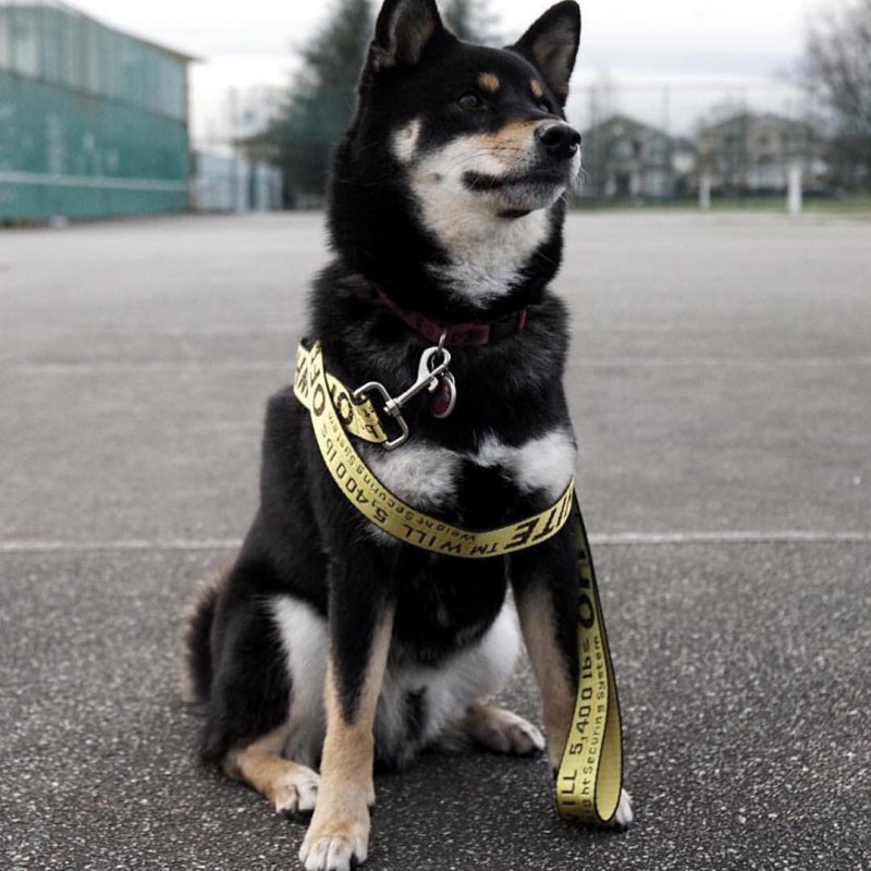 Set collare e guinzaglio per cani street style